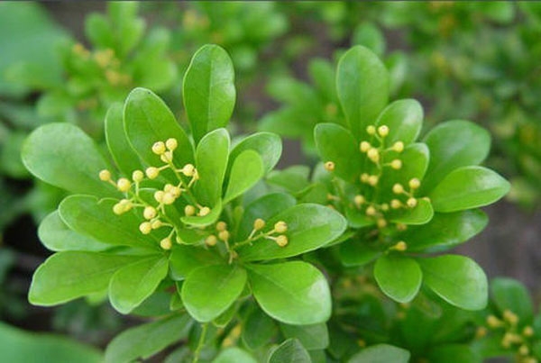 濟(jì)寧大型花卉批發(fā)市場，兗州興隆花卉大市場，霜降節(jié)氣寄語